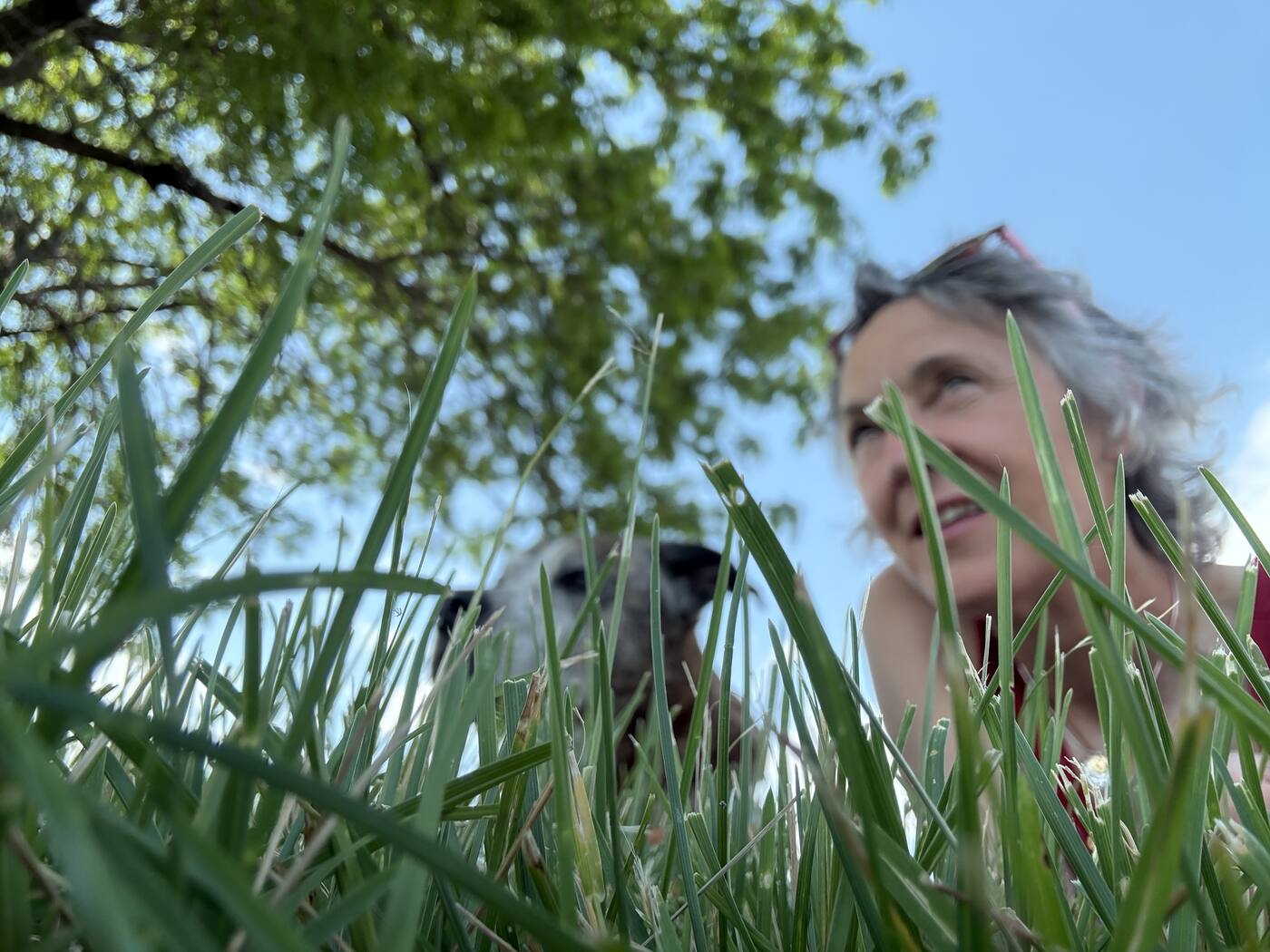 Sage and Reggae sharing a quiet moment in the grass under a shady tree