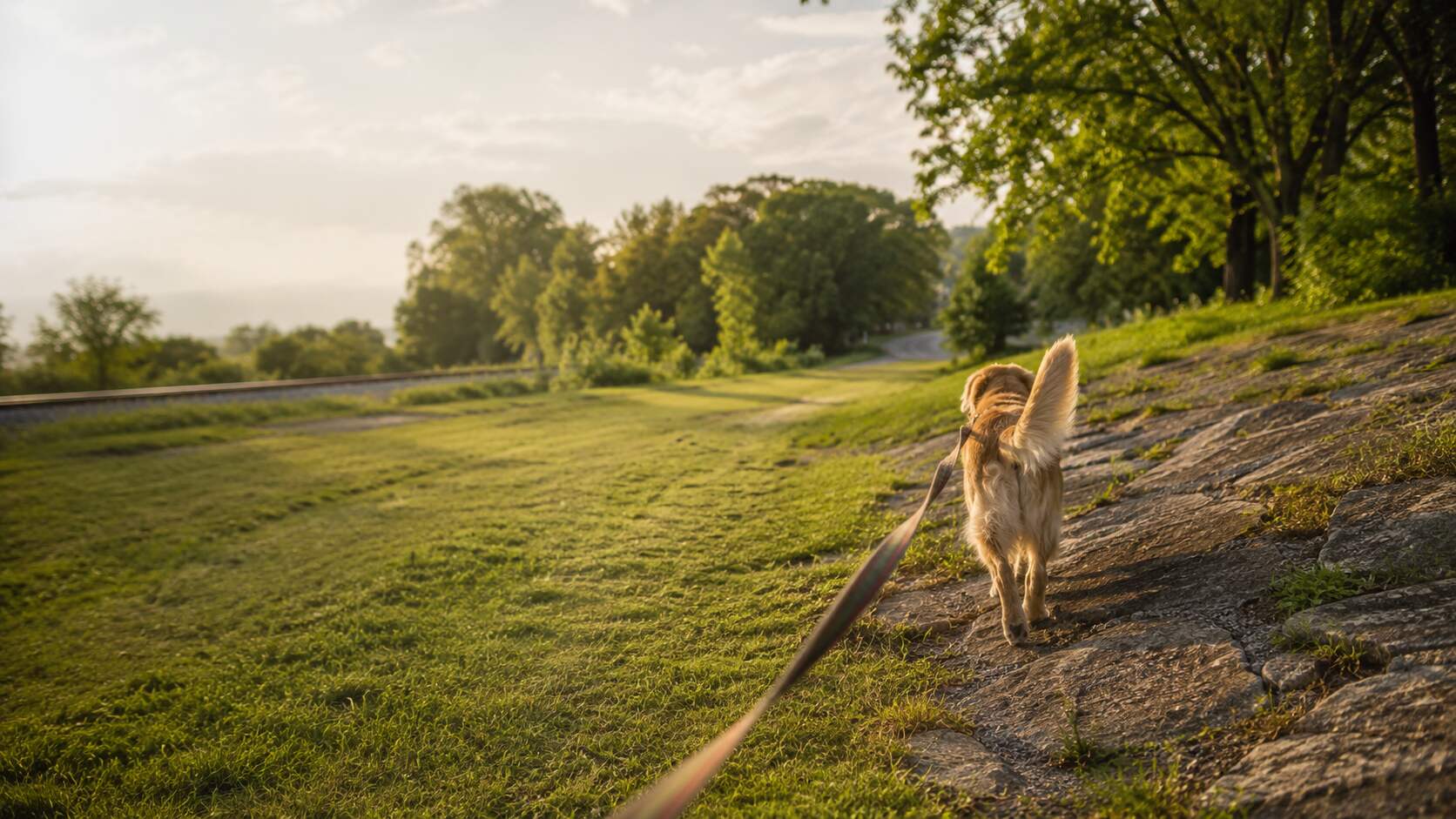 A dog walking ahead on a leash across freshly cut grass and a shallow rocky incline in warm evening light