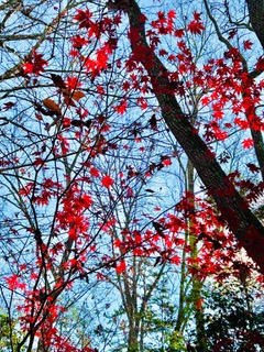Bright red autumn leaves against a clear blue sky